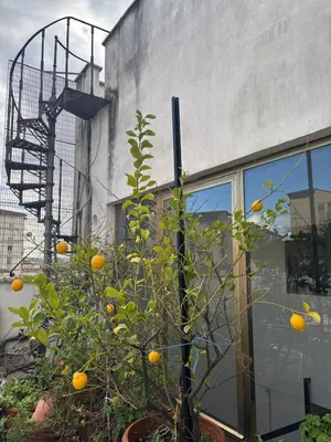 Giardino di Girasole House