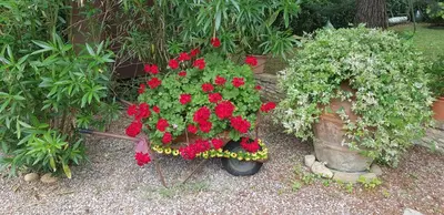 Giardino di Casavacanze I PINI