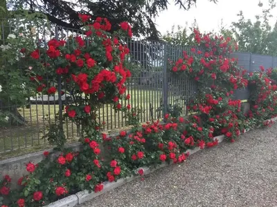 Giardino di Tenuta La Rosa B&B