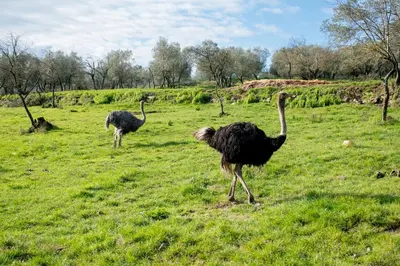 Altri animali domestici presso the country house o nei dintorni