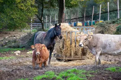 Altri animali domestici presso the country house o nei dintorni