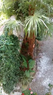 Giardino di Apartment ninnananna