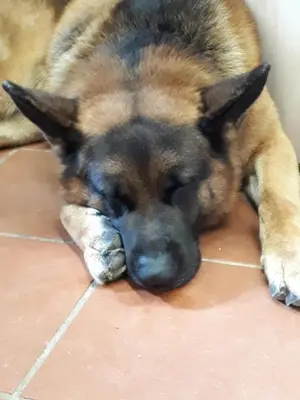 Ospiti di B&B DUE ABETI con animali domestici
