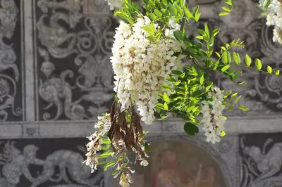 Giardino di Acacia Firenze - Primula