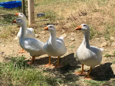 Altri animali domestici presso la casa vacanze o nei dintorni