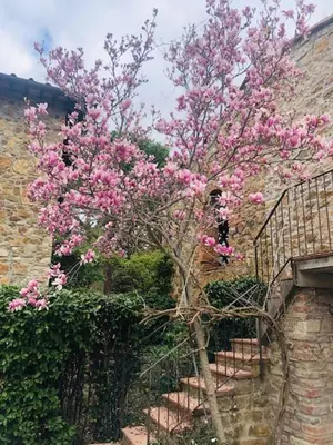 Giardino di La Magnolia
