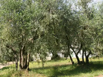 Paesaggio naturale nelle vicinanze della casa vacanze