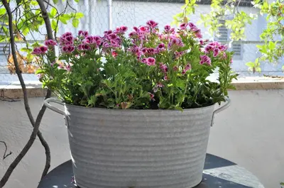 Giardino di Grazioso appartamento in centro con terrazza privata
