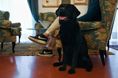 Ospiti di Rivoli Boutique Hotel con animali domestici