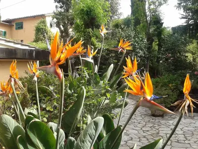 Giardino di Residence Casprini da Omero