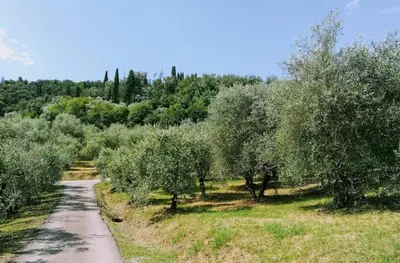 Paesaggio naturale nelle vicinanze della villa