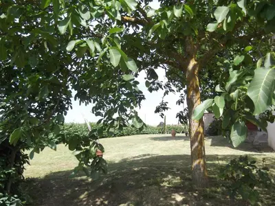 Giardino di Agriturismo Le Caselle