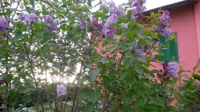 Giardino di Agriturismo Le Caselle