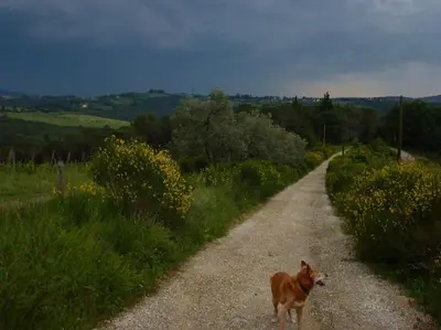 Ospiti di FAETOLE typical Tuscan country house near FLORENCE con animali domestici