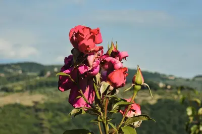 Paesaggio naturale nelle vicinanze dell'appartamento