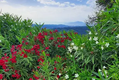 Paesaggio naturale nelle vicinanze della villa